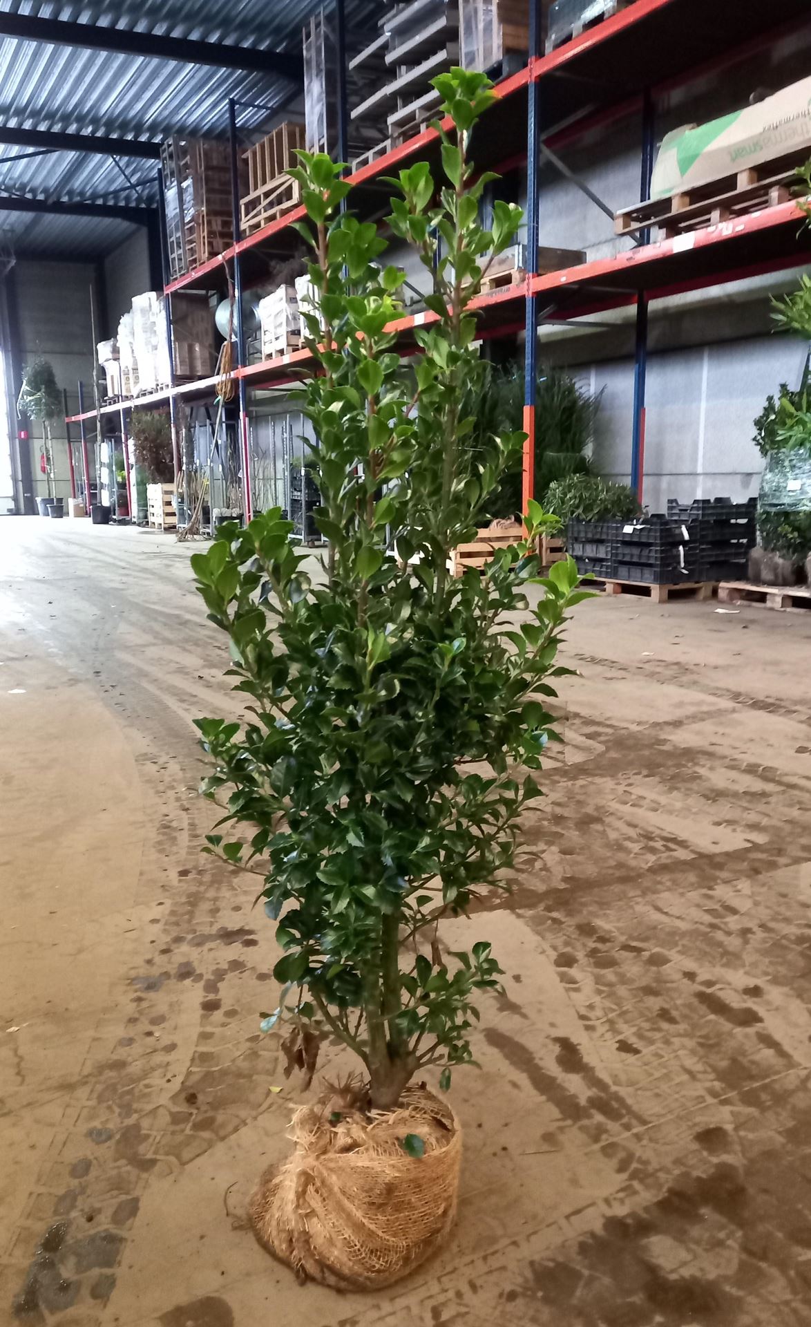 Ilex x meserveae'Hachfee'(Heckenfee) - aardekluit - 100-125 cm afbeelding