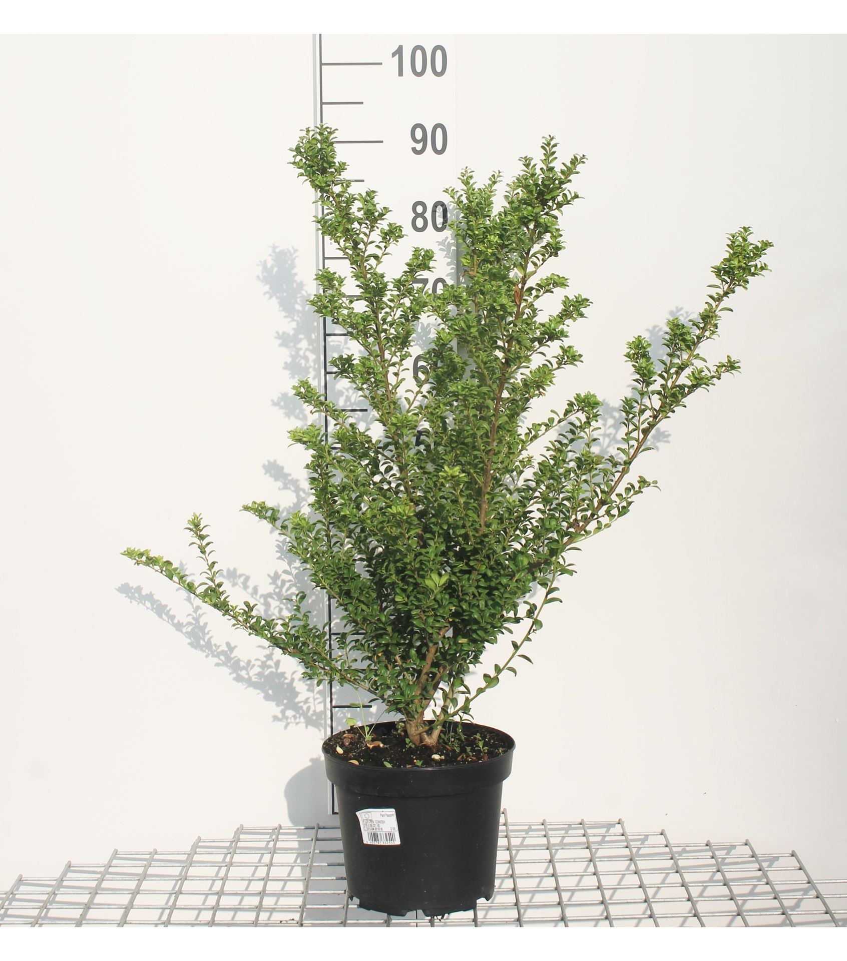 Ilex x meserveae 'Hecken Star' - pot - 40-60 cm