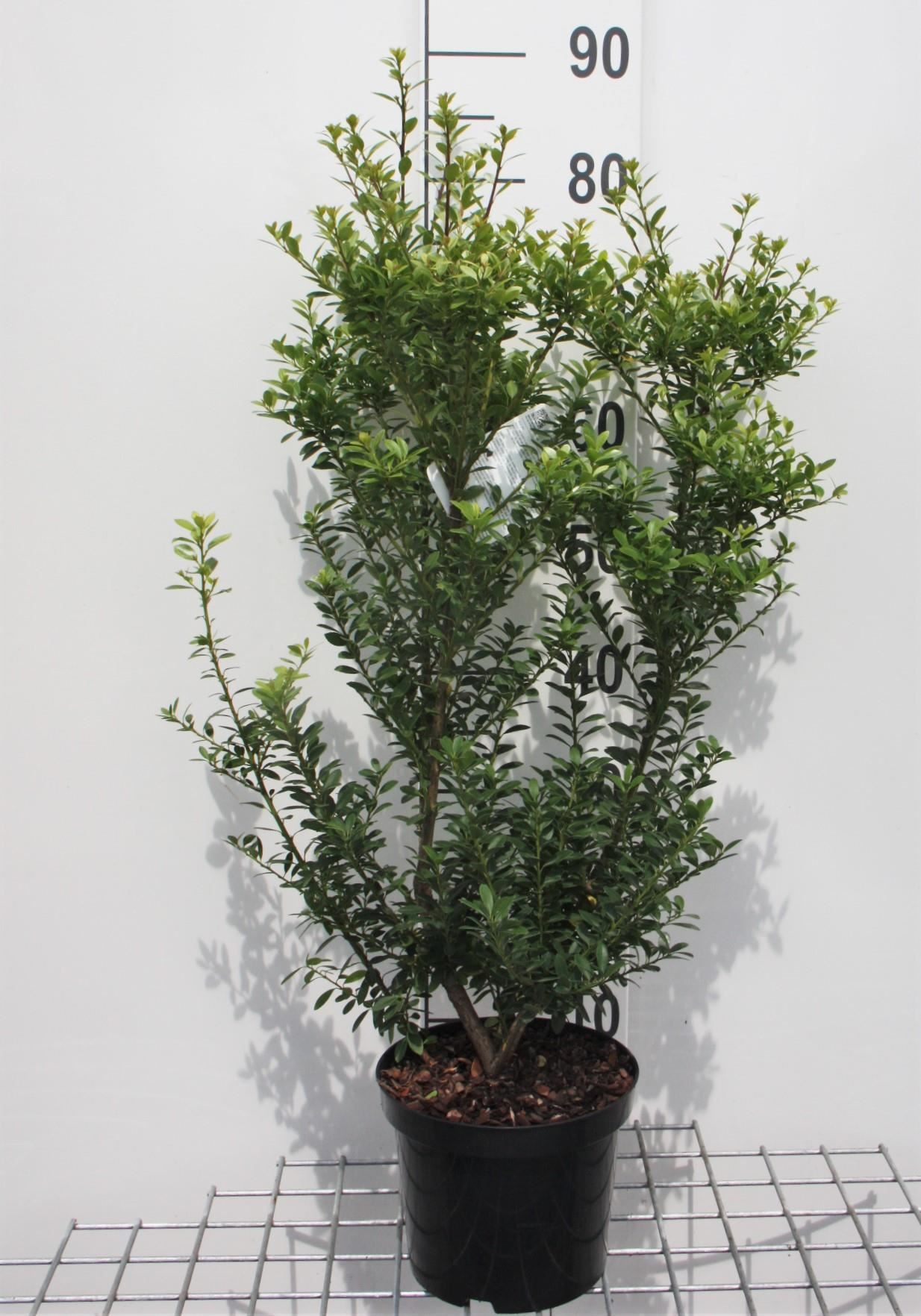 Ilex maximowicziana var. kanehirae - pot - 30-40 cm afbeelding