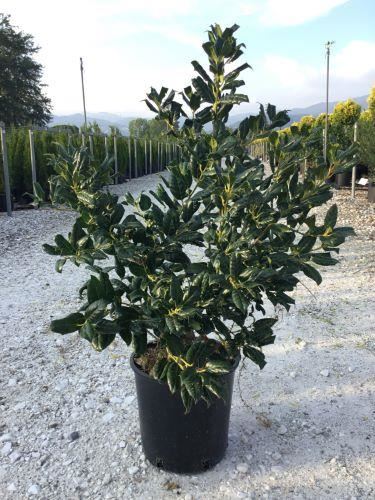 Ilex'Nellie R. Stevens'- pot 10L - 80-100 cm afbeelding