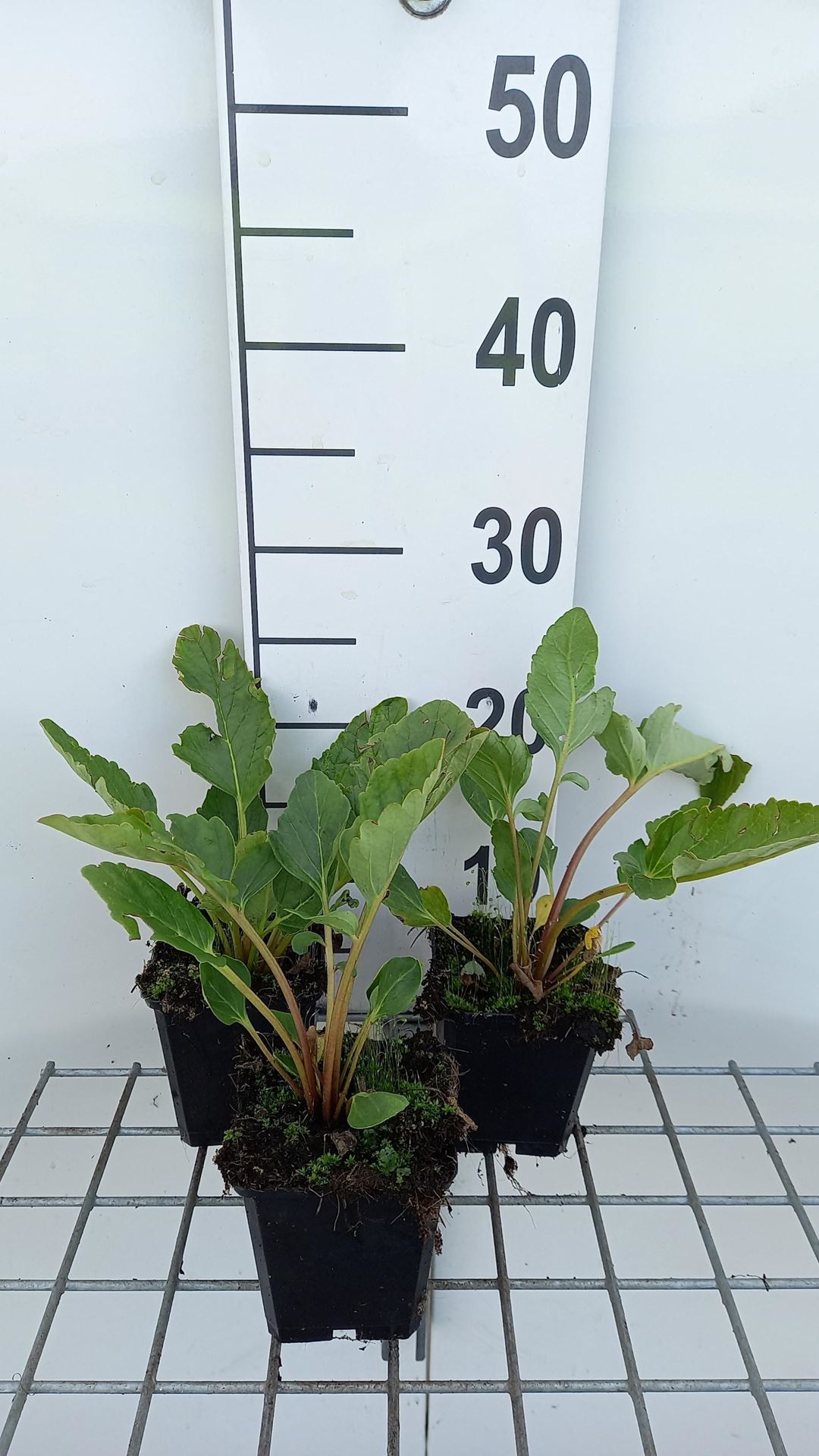Incarvillea delavayi - pot 9x9 cm - Waterviolier afbeelding