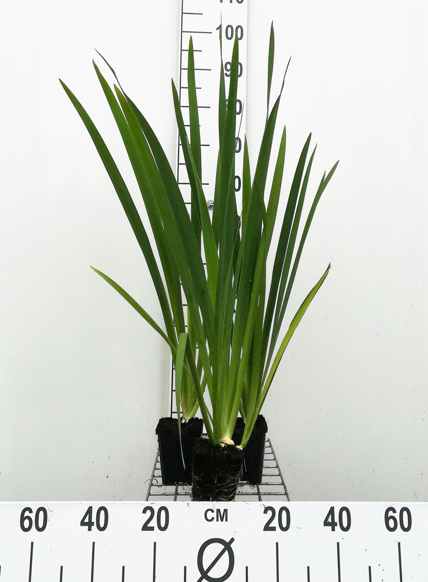 Iris'Ann Chowning'- pot 9x9 cm afbeelding