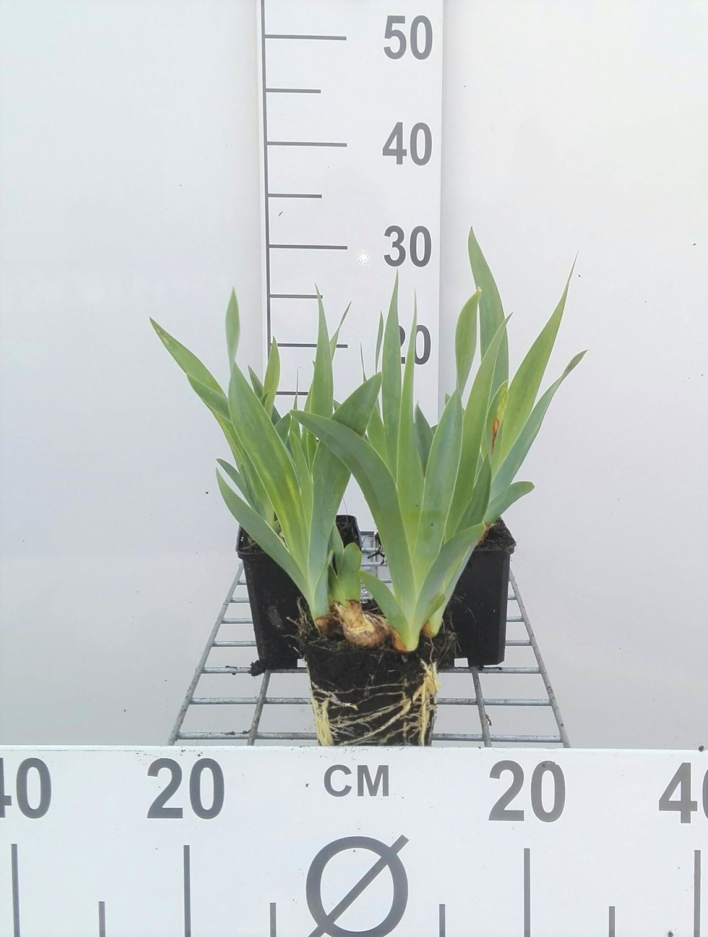Iris'Blue Denim'- pot 9x9 cm afbeelding