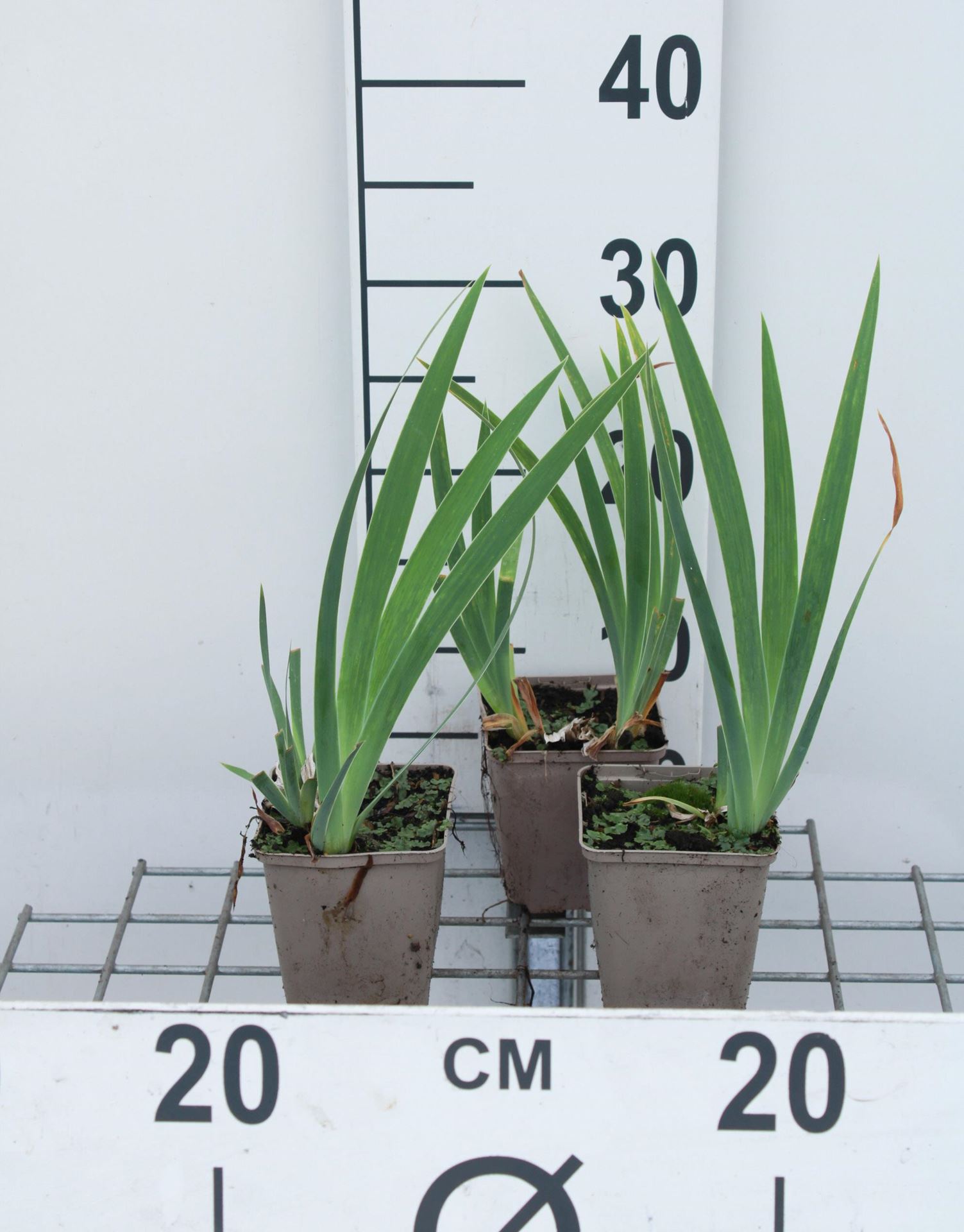 Iris'Brassie'- pot 9x9 cm afbeelding