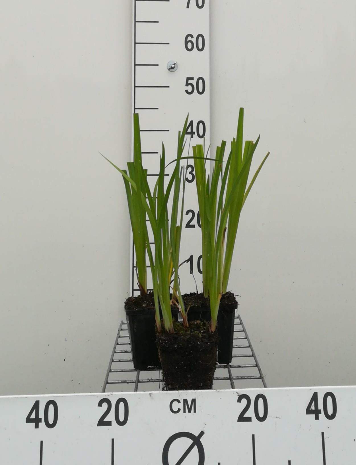 Iris ensata - pot 9x9 cm afbeelding