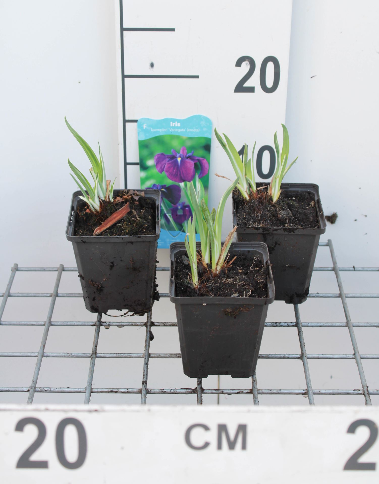 Iris ensata'Variegata'- pot 9x9 cm afbeelding