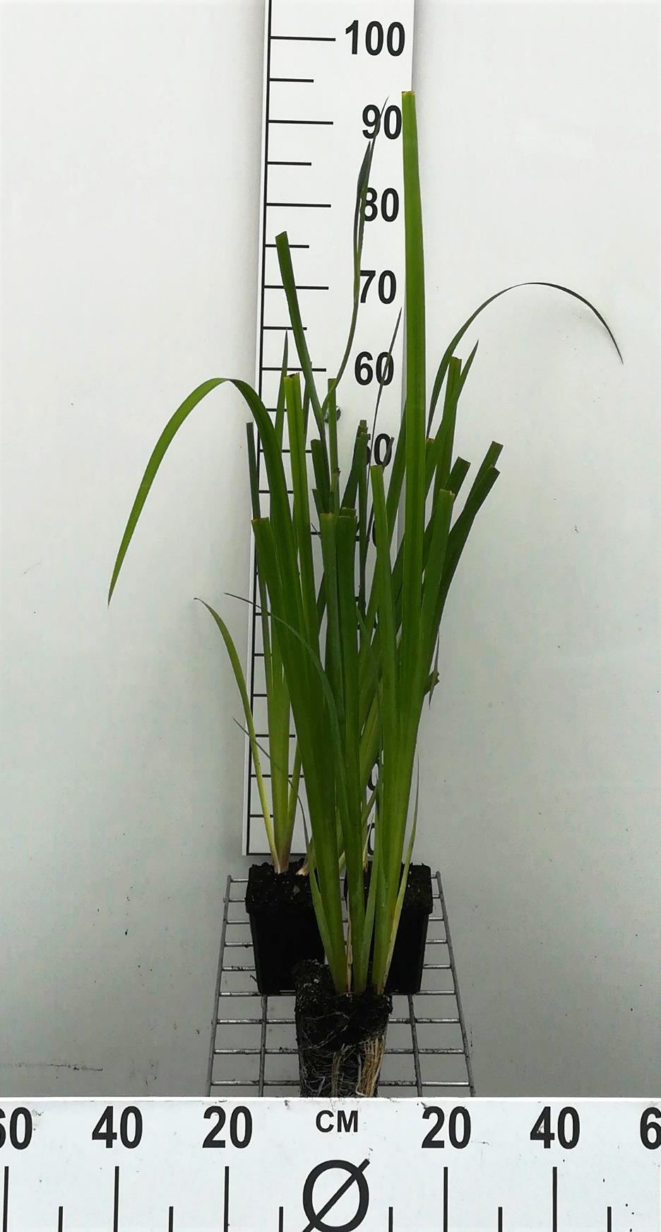 Iris laevigata'Rose Queen'- pot 9x9 cm afbeelding