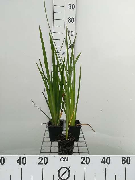 Iris pseudacorus - pot 9x9 cm - Gele lis afbeelding