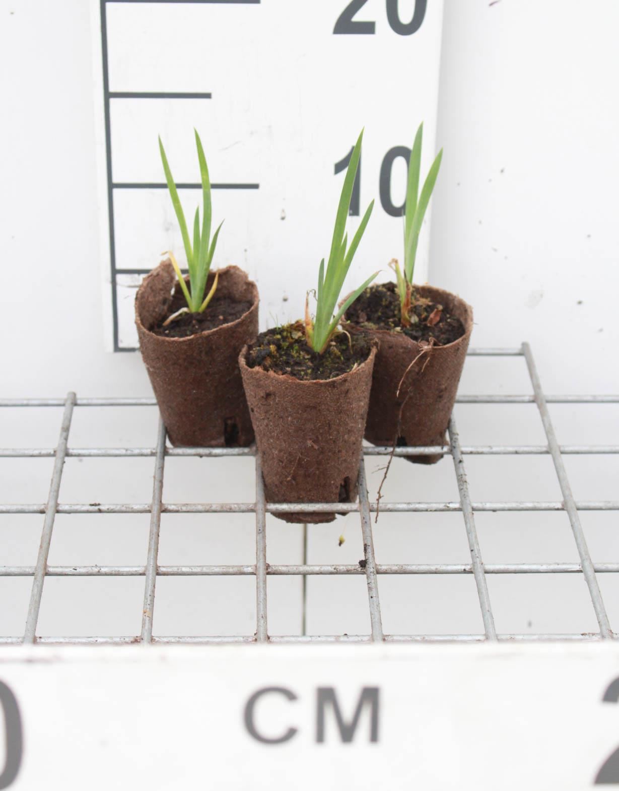 Iris pseudacorus - biopot diameter 7 cm afbeelding