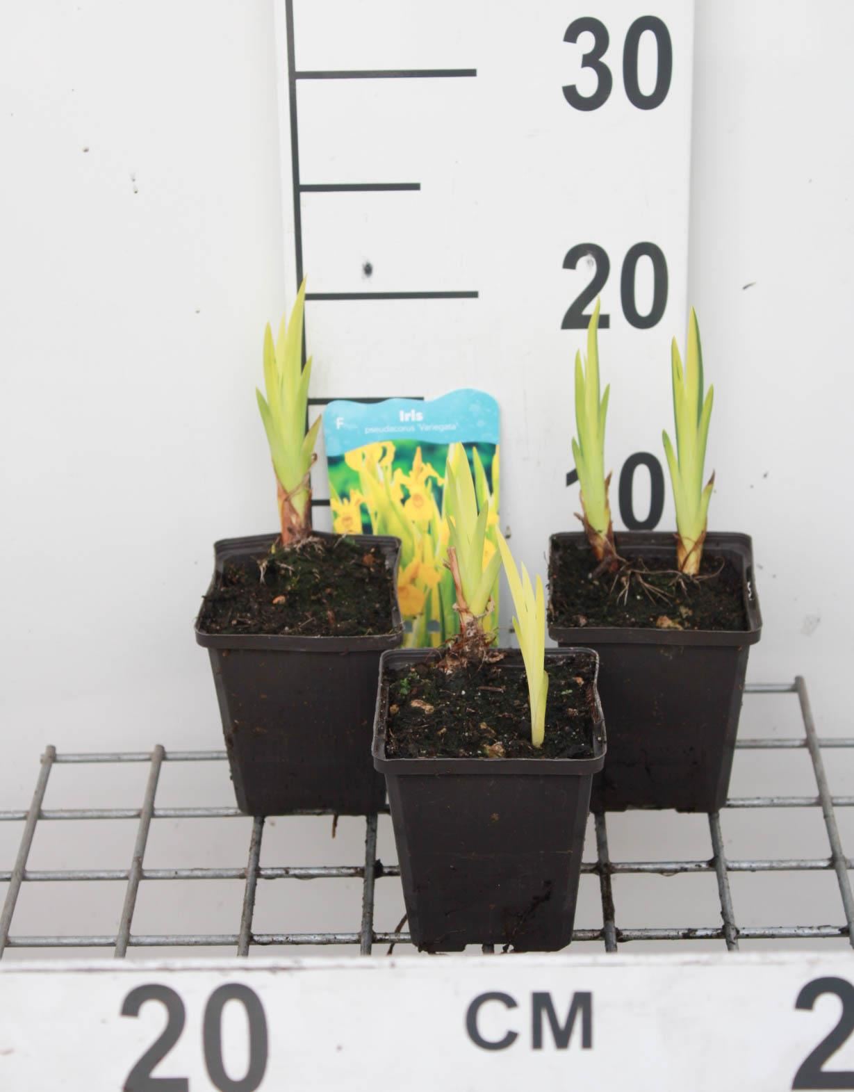Iris pseudacorus'Variegata'- pot 9x9 cm - Gele lis afbeelding