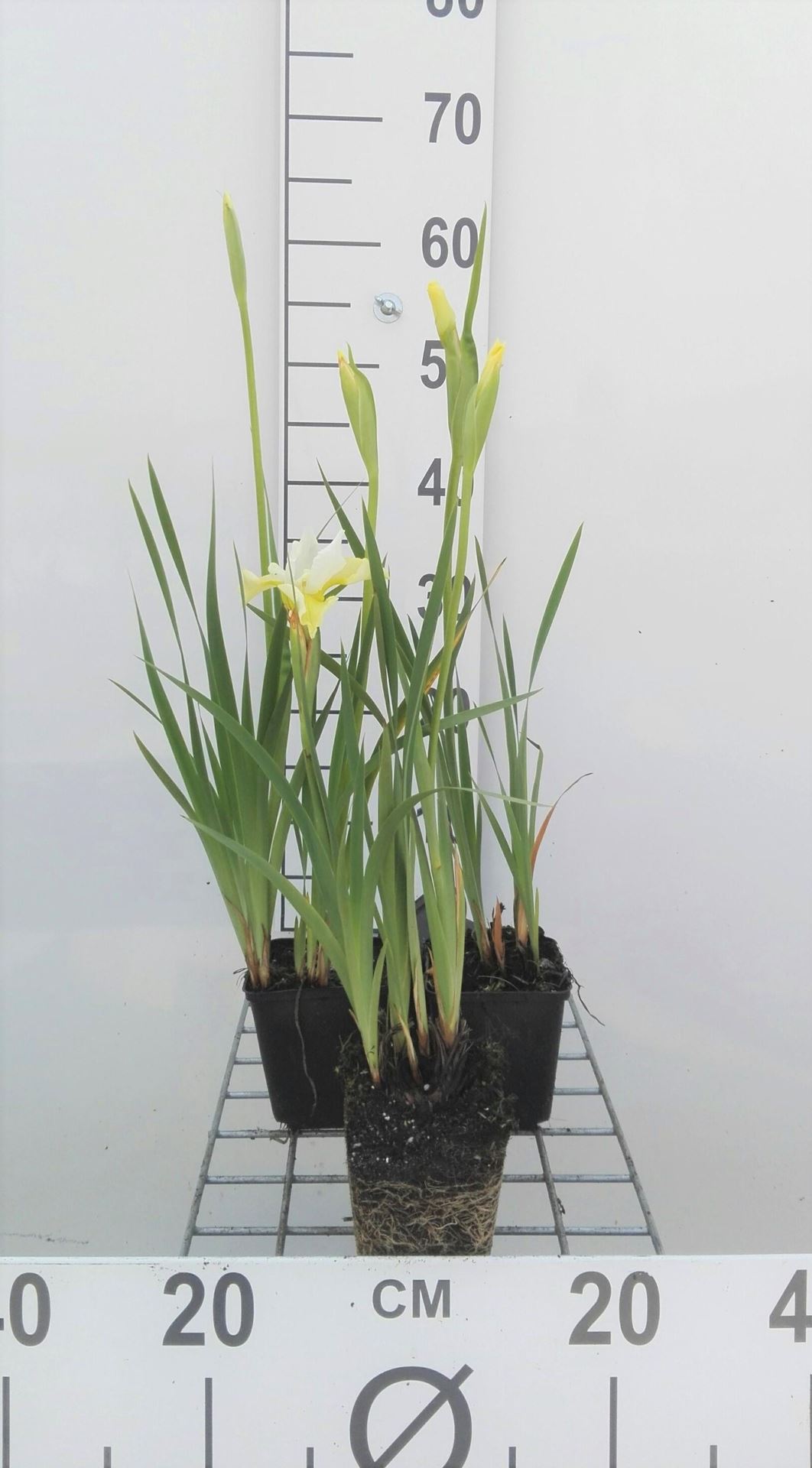 Iris sibirica'Butter and Sugar'- pot 9x9 cm - Baardloze lis afbeelding