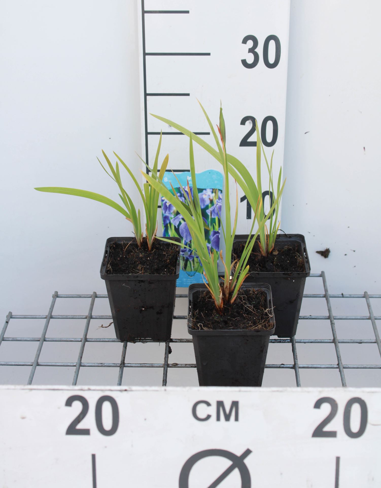 Iris setosa - pot 9x9 cm afbeelding