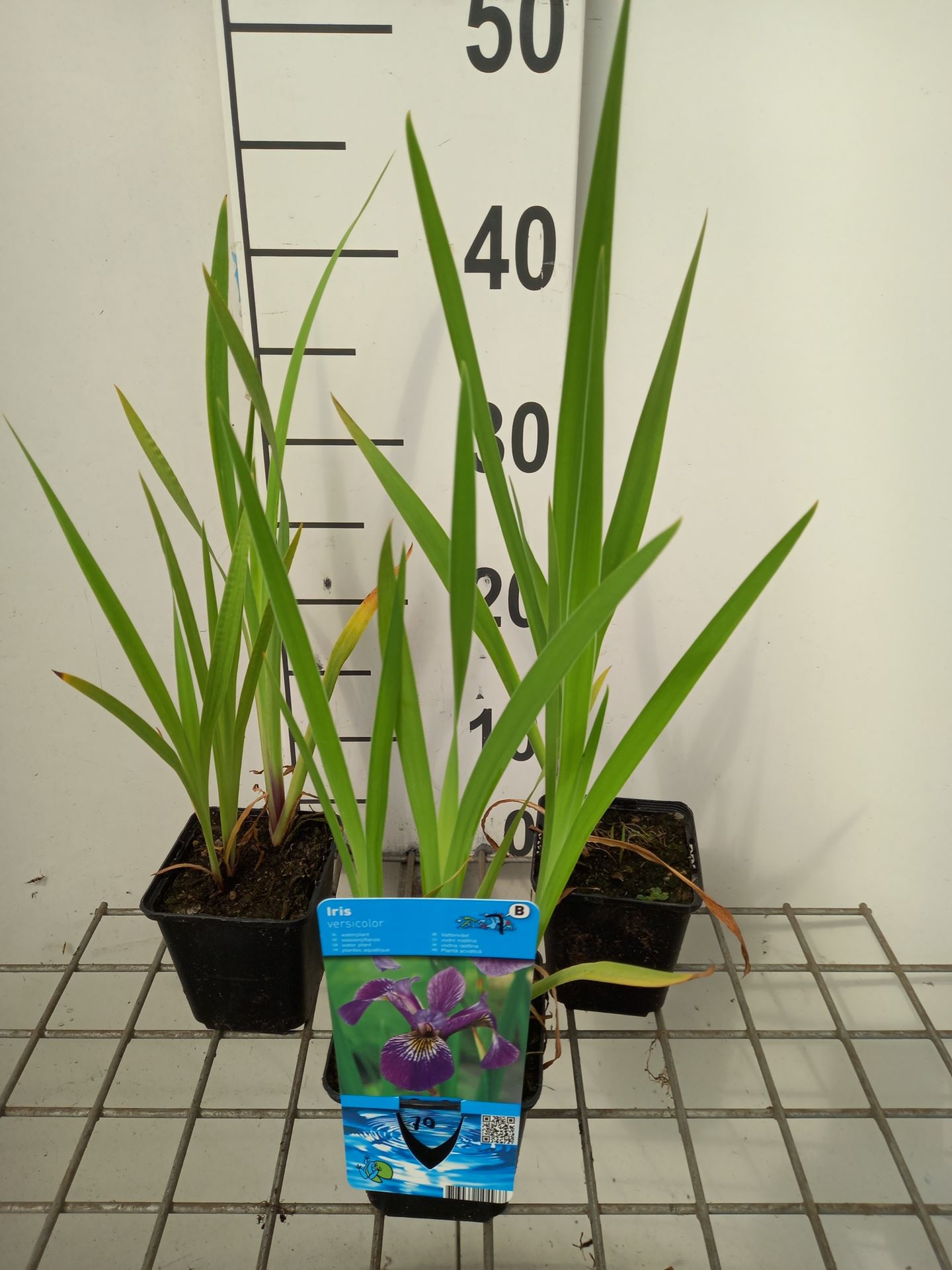 Iris versicolor - pot 9x9 cm - Amerikaanse blauwe lis / Blauwe vlag / Amerikaanse blauwe iris afbeelding