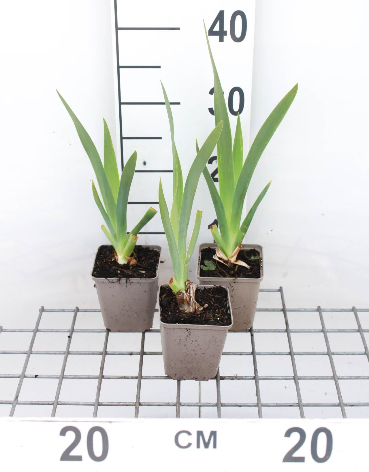 Iris'White Knight'- pot 9x9 cm afbeelding