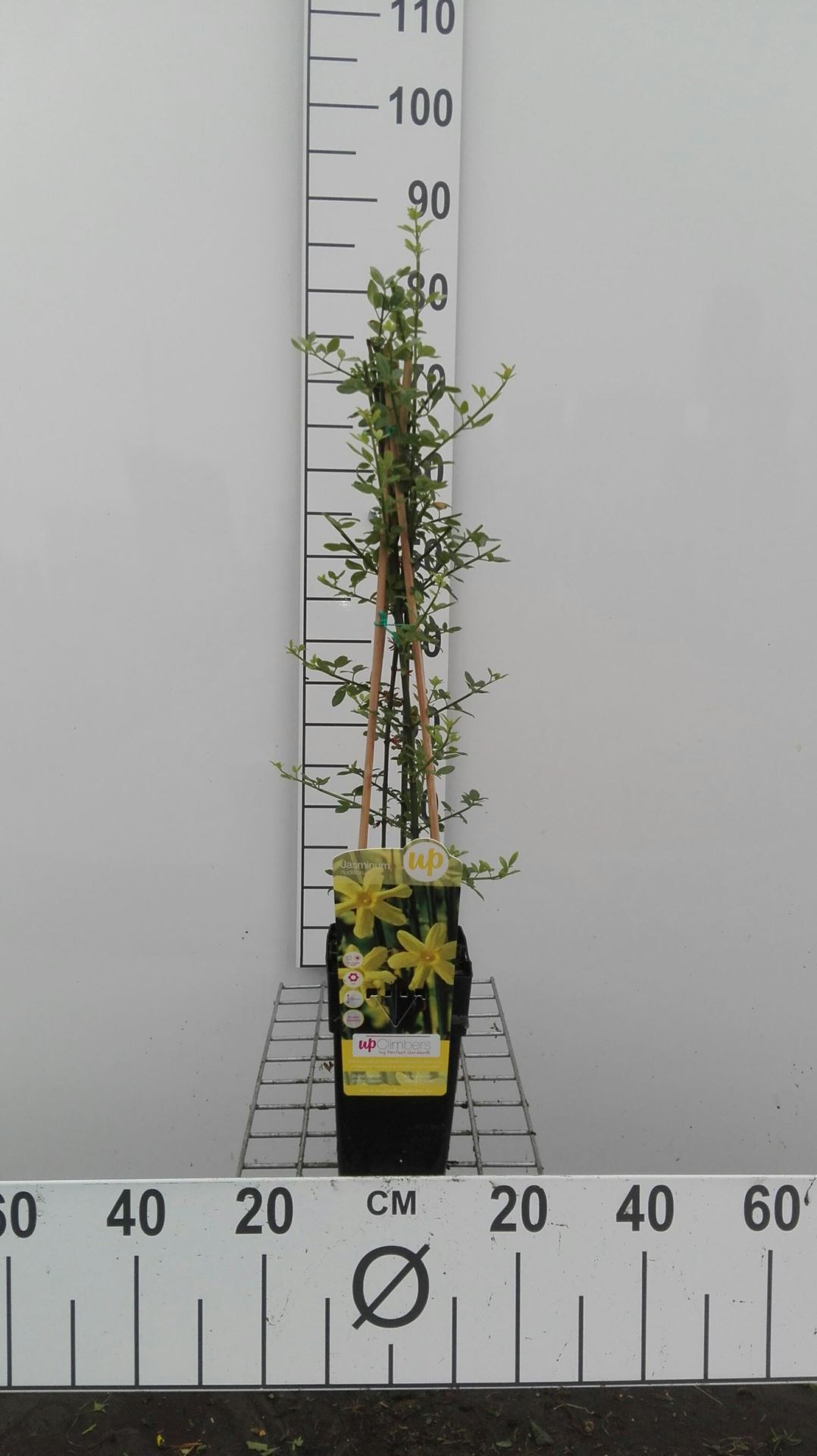 Jasminum nudiflorum - pot - 50-60 cm -