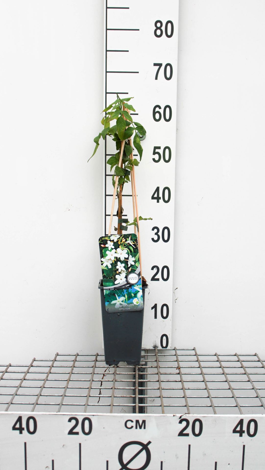 Jasminum officinale - pot - 50-60 cm - Gewone jasmijn / Echte jasmijn afbeelding