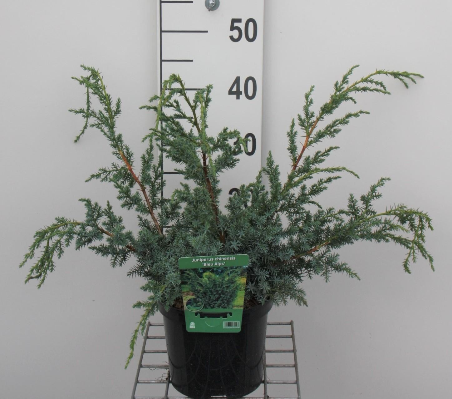 Juniperus chinensis 'Blue Alps' - pot - 25-30 cm
