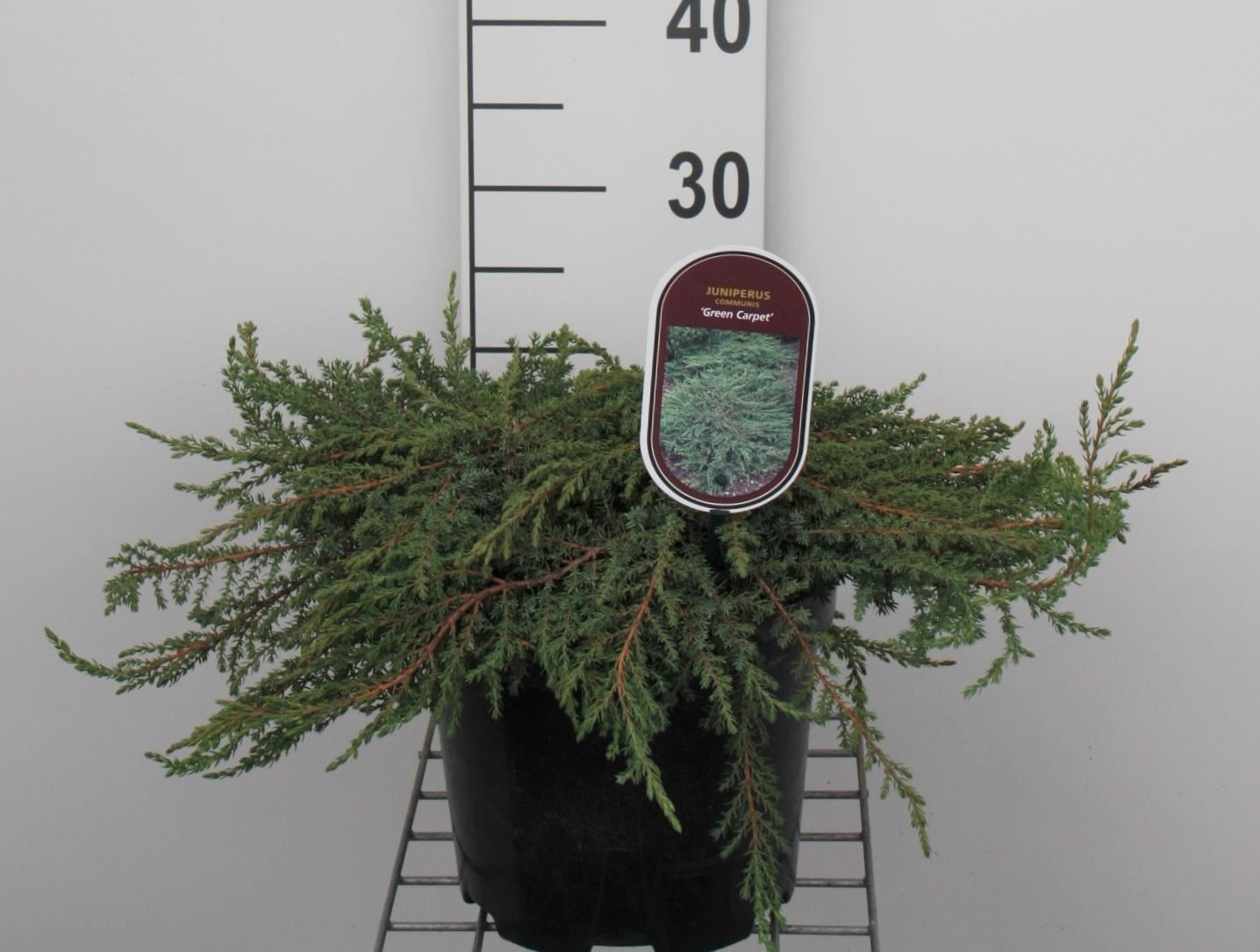 Juniperus communis'Green Carpet'- pot - 25-30 cm afbeelding