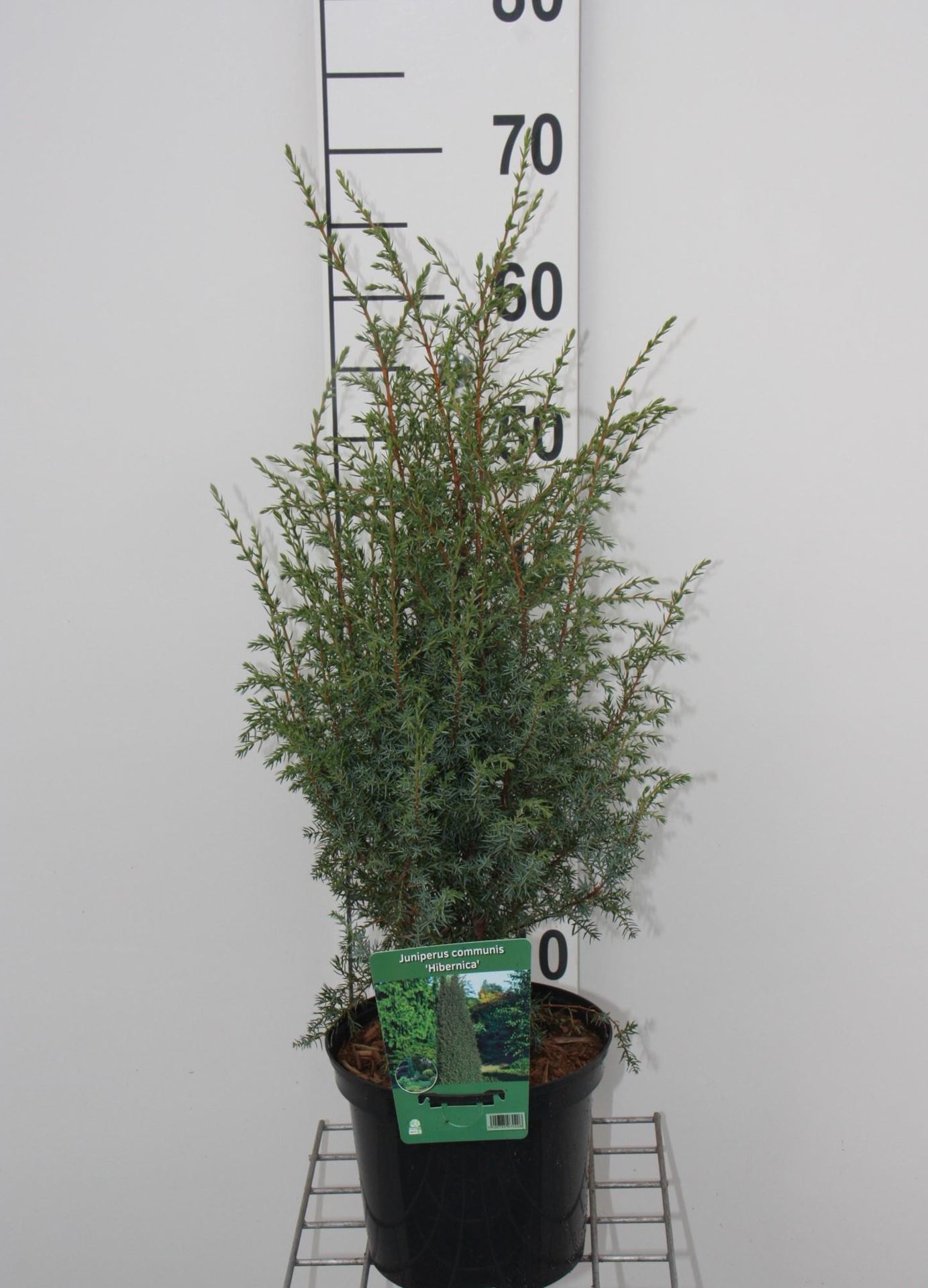 Juniperus communis 'Hibernica' - pot - 30-40 cm