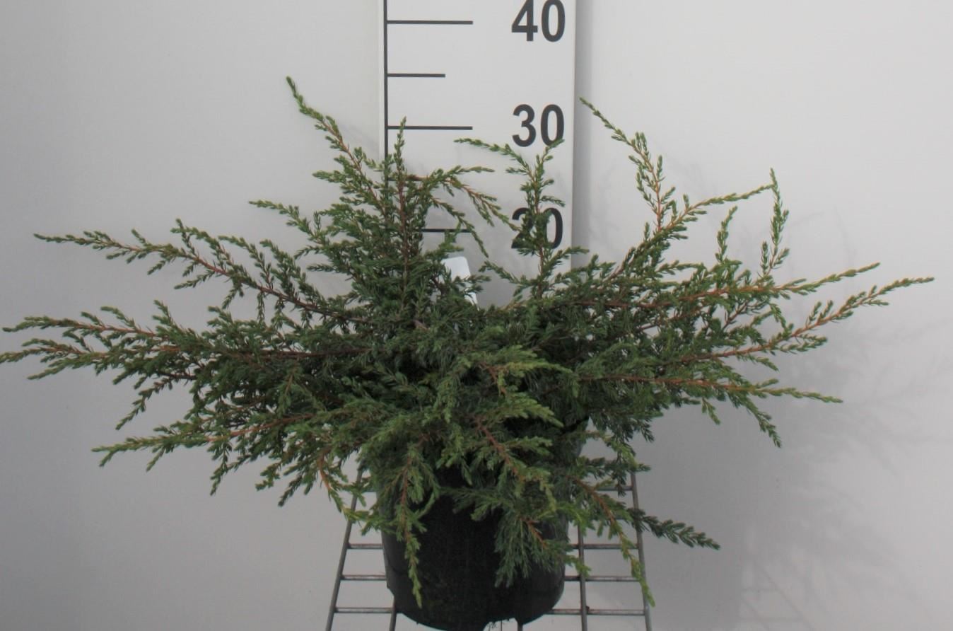 Juniperus communis 'Repanda' - pot - 25-30 cm -