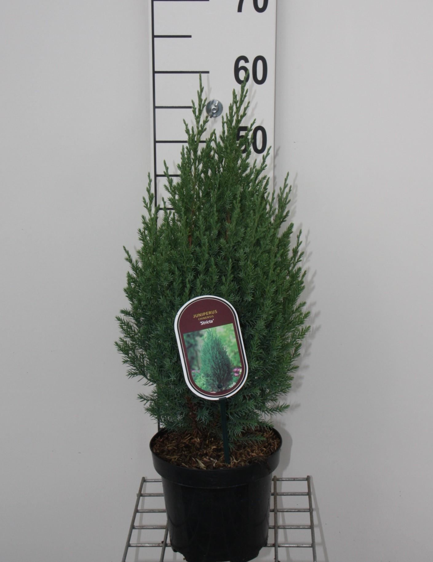 Juniperus chinensis 'Stricta' - pot - 30-40 cm