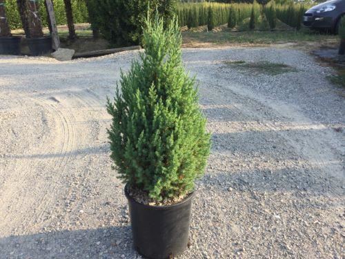 Juniperus chinensis'Stricta'- pot 10L - 50-60 cm afbeelding