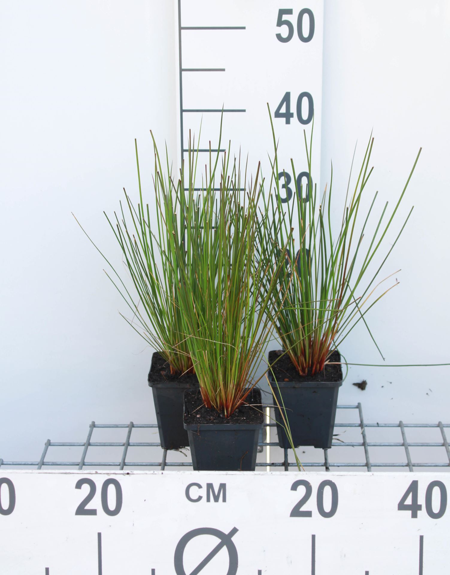 Juncus effusus - pot 9x9 cm afbeelding