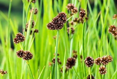 Juncus effusus - biopot diameter 7 cm afbeelding