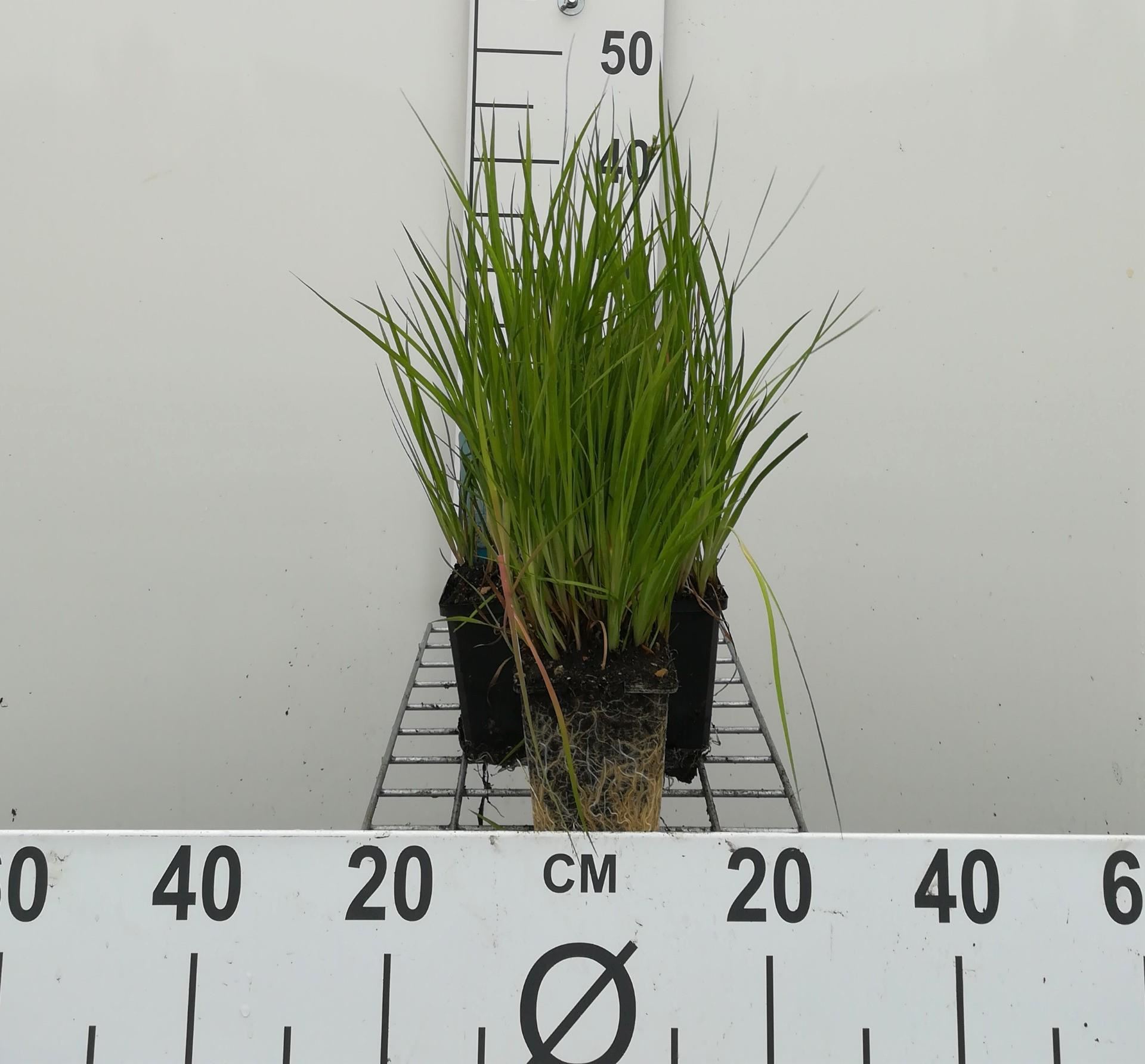 Juncus ensifolius - pot 9x9 cm afbeelding