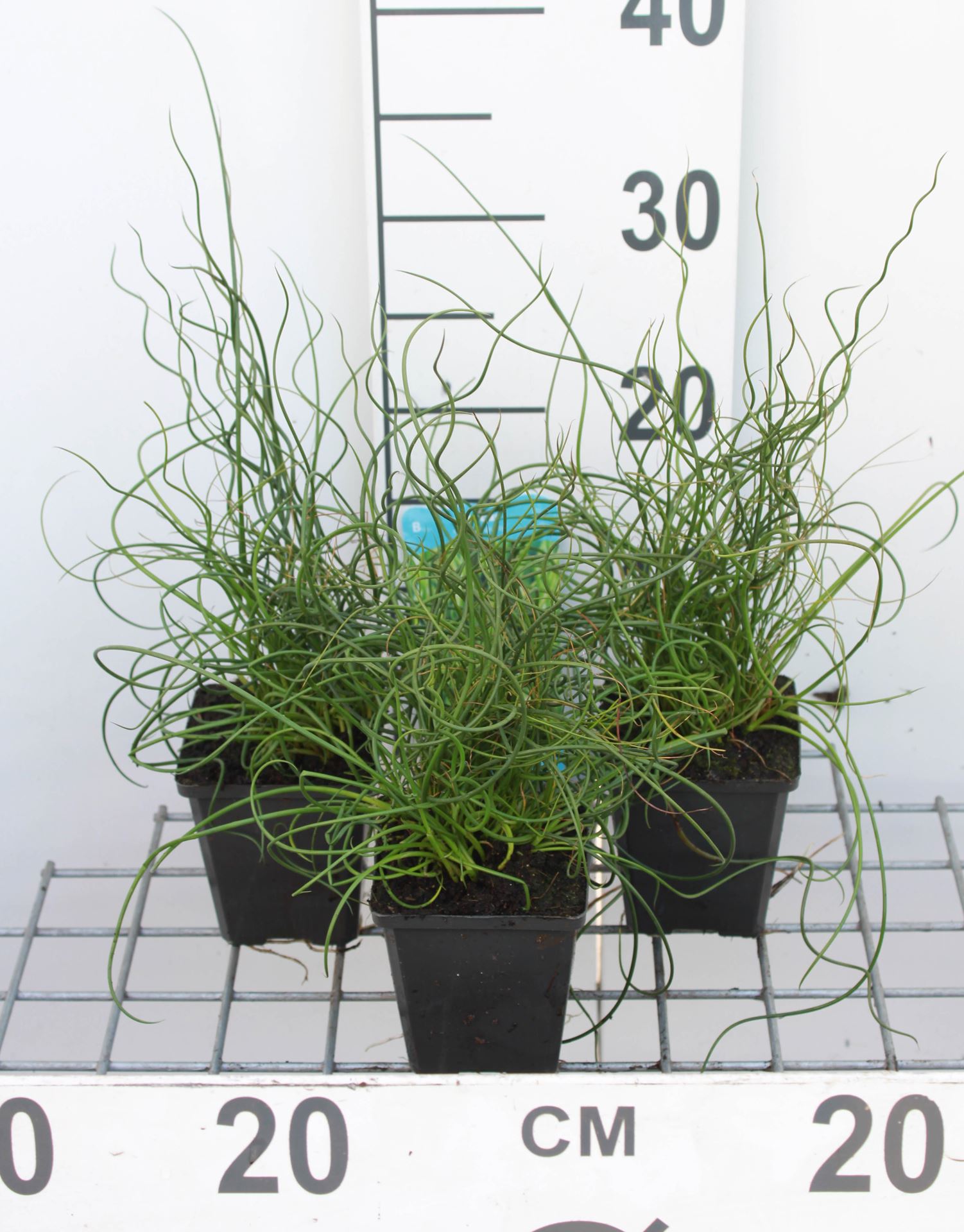 Juncus effusus'Spiralis'- pot 9x9 cm - Kurkentrekker-rus afbeelding