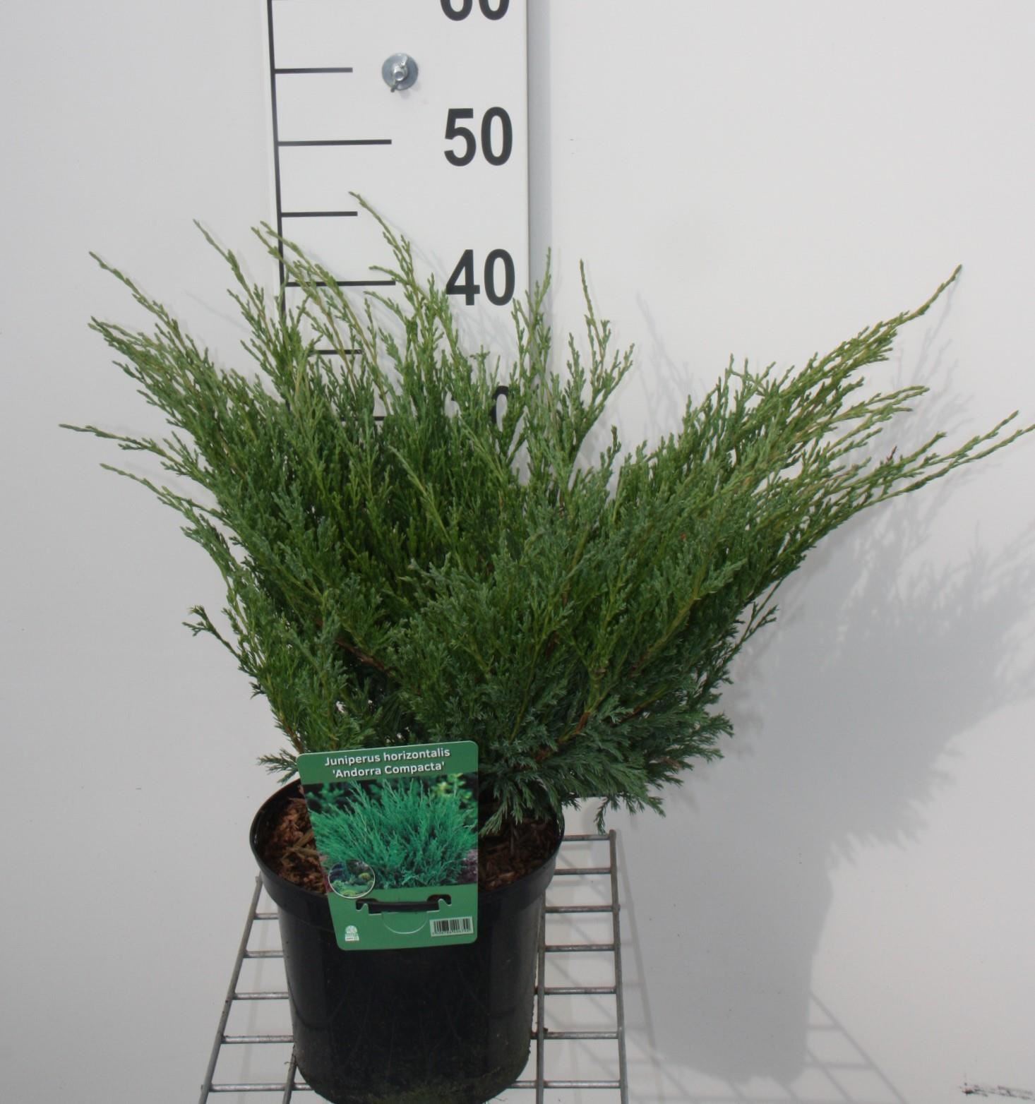 Juniperus horizontalis'Andorra Compact'- pot - 25-30 cm afbeelding