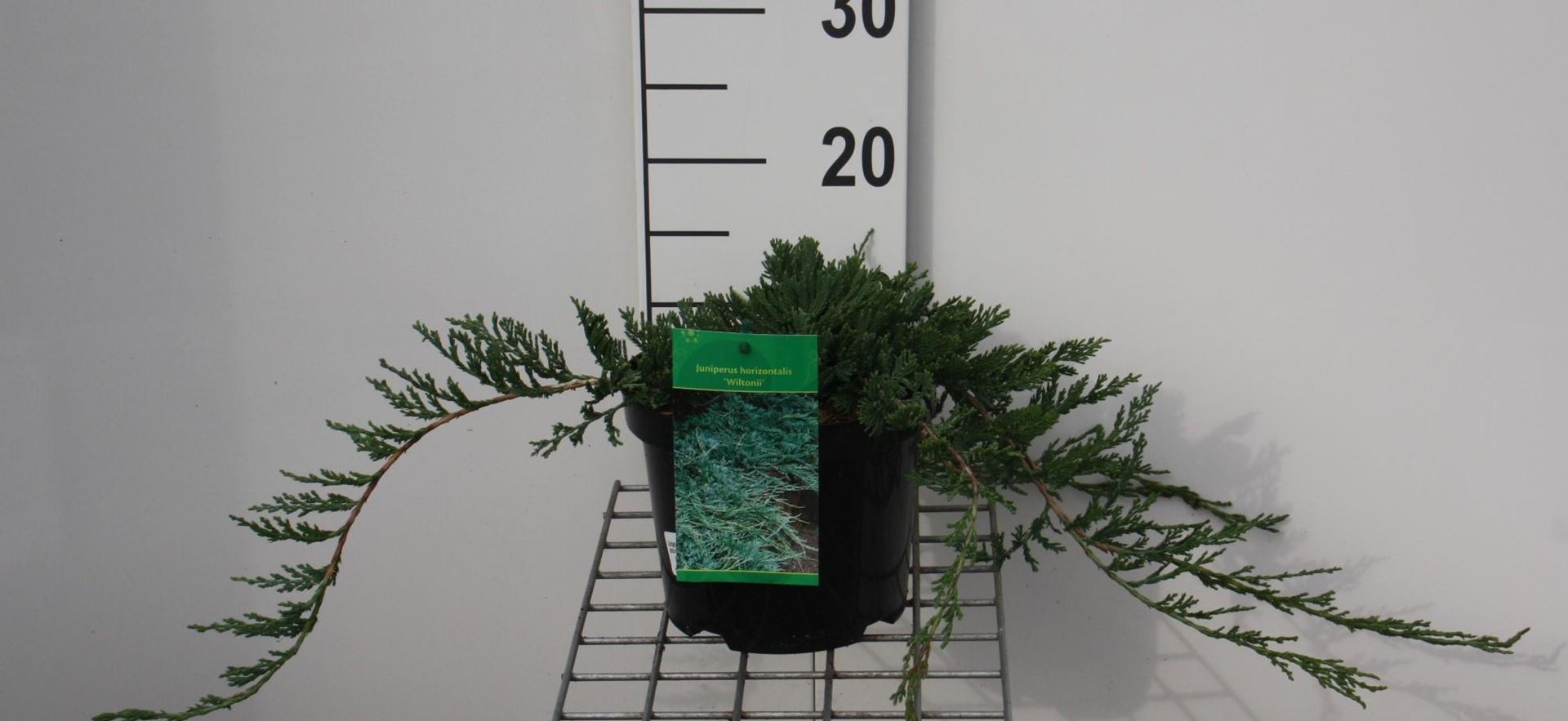 Juniperus horizontalis'Wiltonii'- pot - 25-30 cm afbeelding
