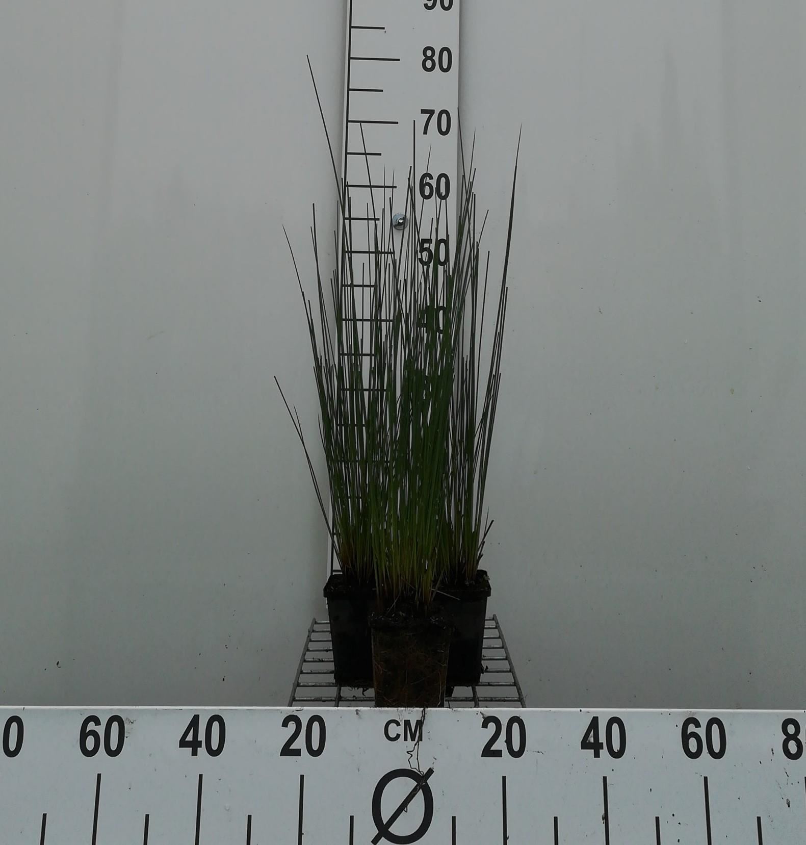 Juncus inflexus - pot 9x9 cm afbeelding