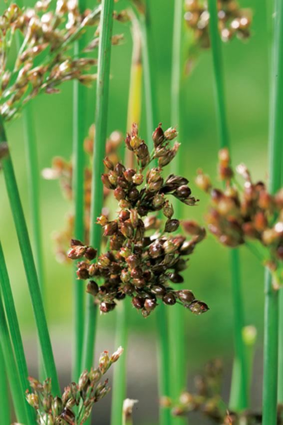 Juncus inflexus - biopot diameter 7 cm afbeelding