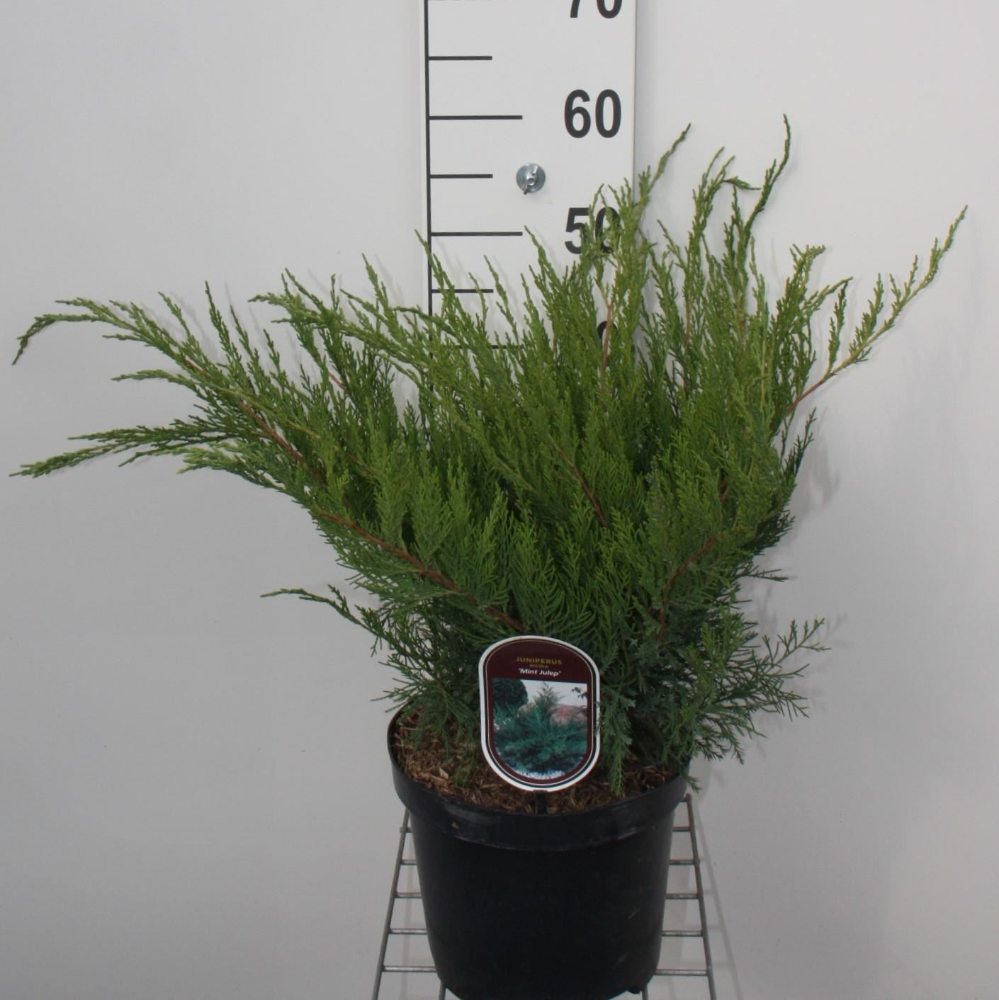 Juniperus x pfitzeriana 'Mint Julep' - pot - 25-30 cm