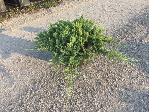 Juniperus procumbens'Nana'- pot 10L - 50-60 cm - Fijne waterranonkel / Waterranonkel afbeelding