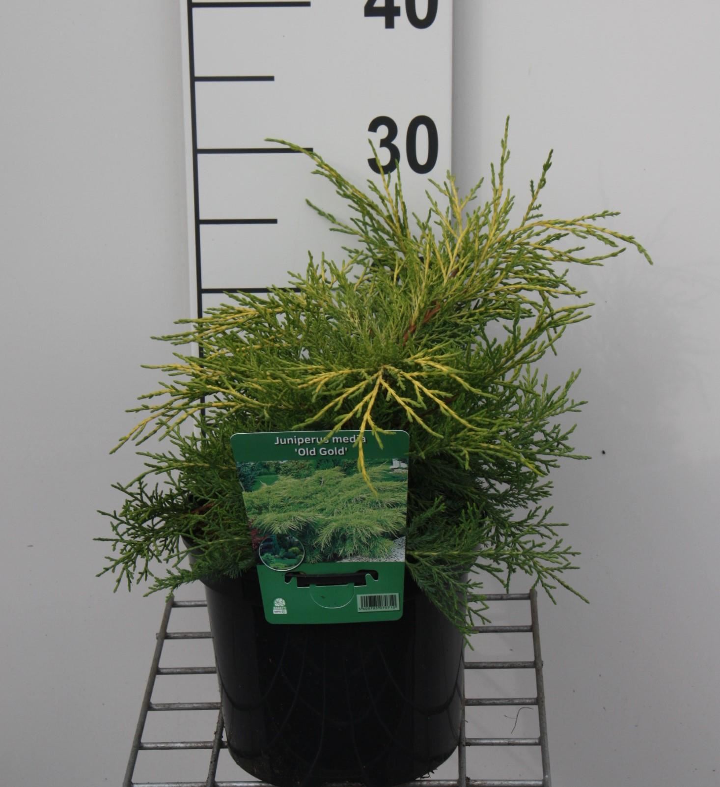 Juniperus x pfitzeriana'Old Gold'- pot - 25-30 cm afbeelding