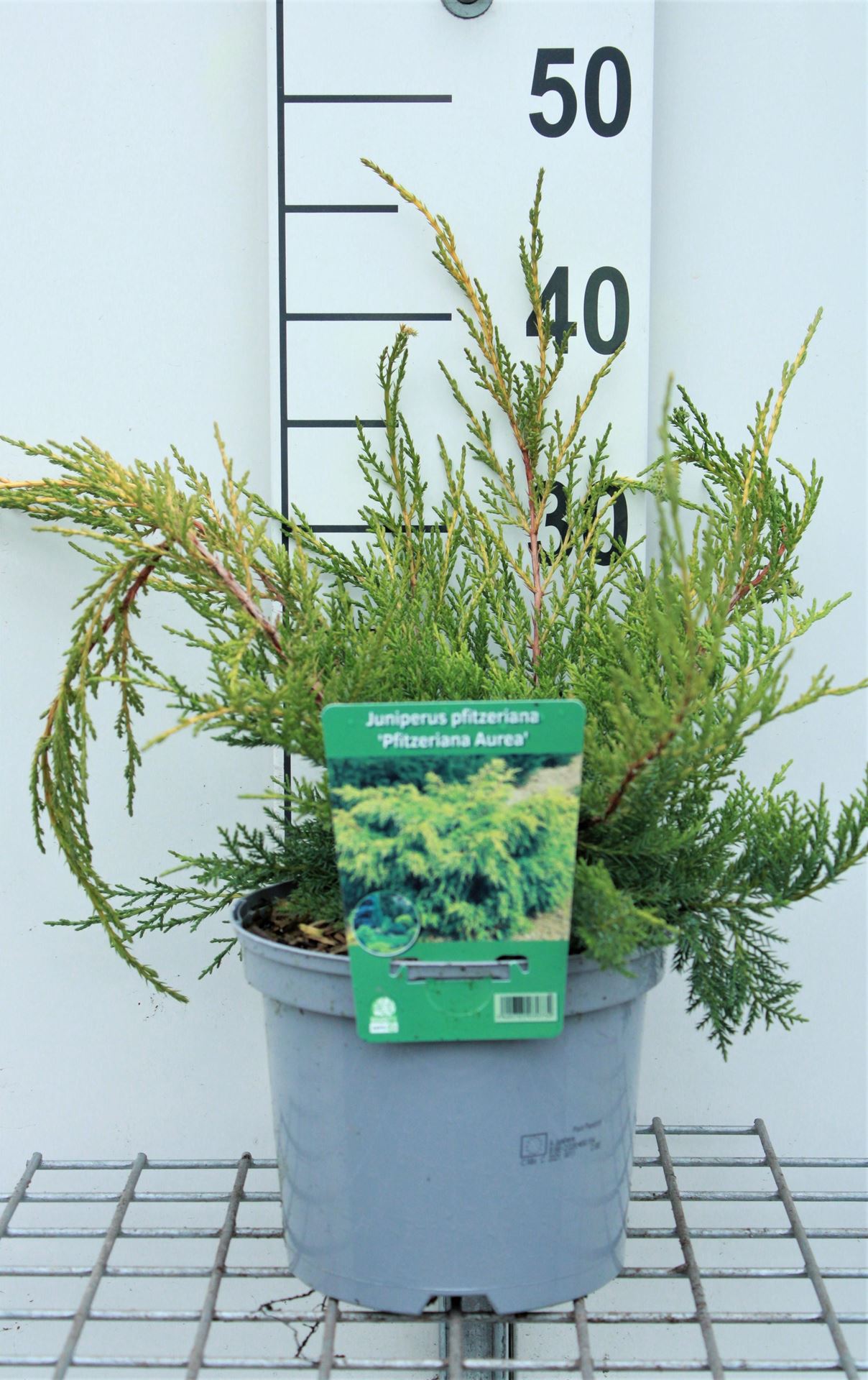 Juniperus x pfitzeriana'Pfitzeriana Aurea'- pot - 25-30 cm afbeelding