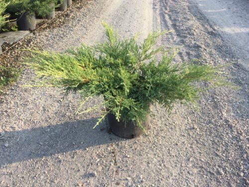 Juniperus x pfitzeriana'Pfitzeriana Aurea'- pot 10L - 50-60 cm afbeelding