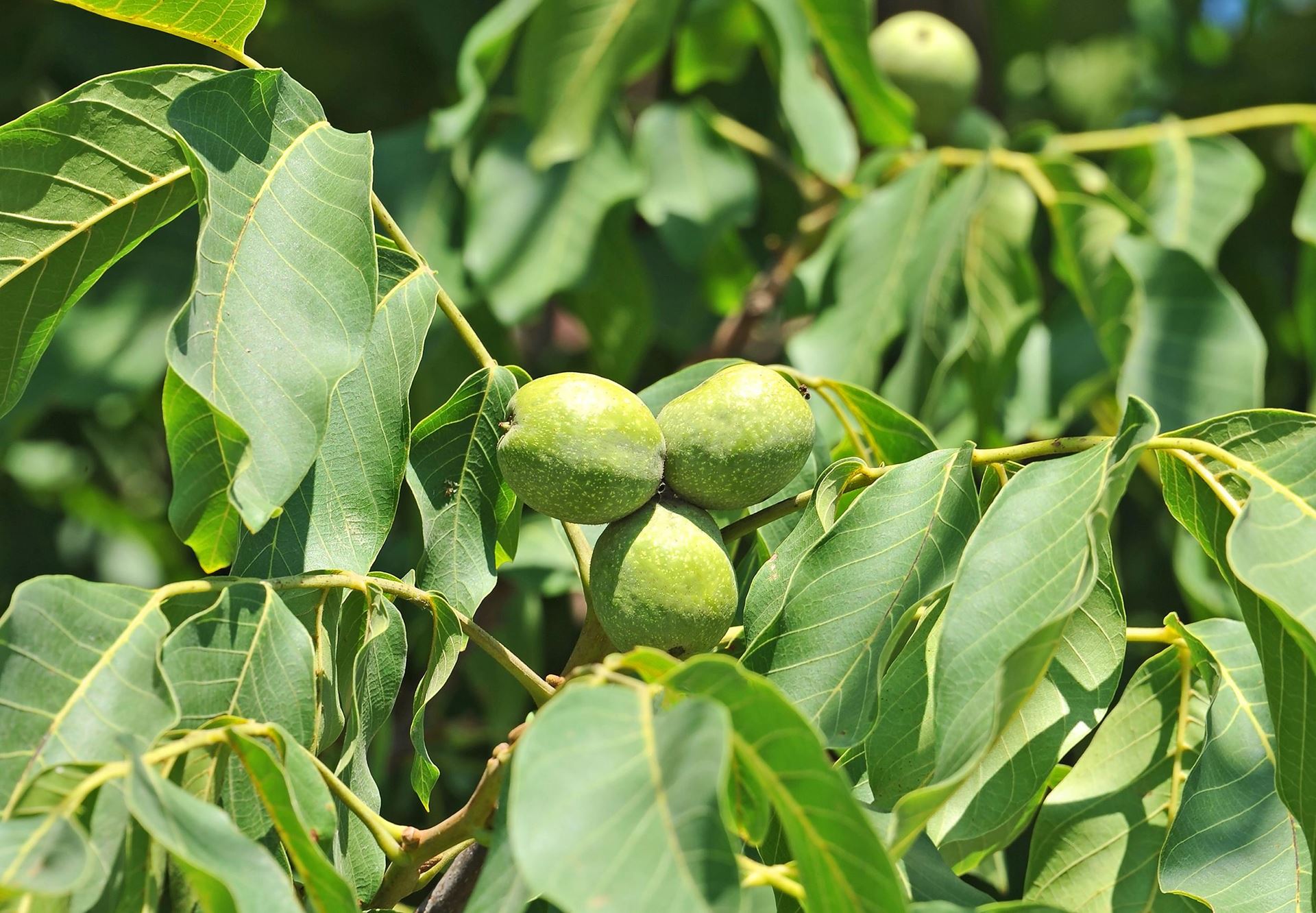 Juglans regia - blote wortel - struik afbeelding