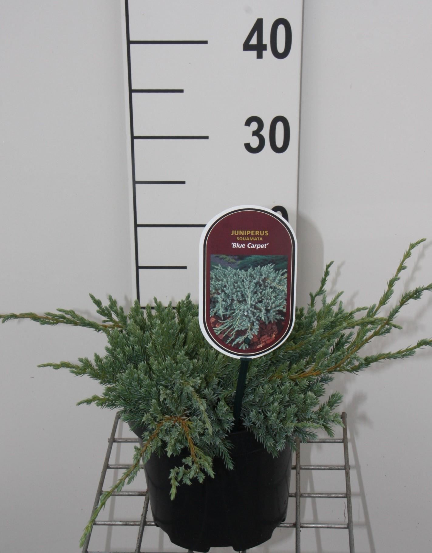 Juniperus squamata'Blue Carpet'- pot - 25-30 cm afbeelding