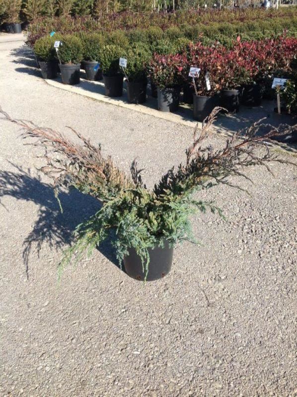 Juniperus squamata'Blue Carpet'- pot 10L - 50-60 cm afbeelding