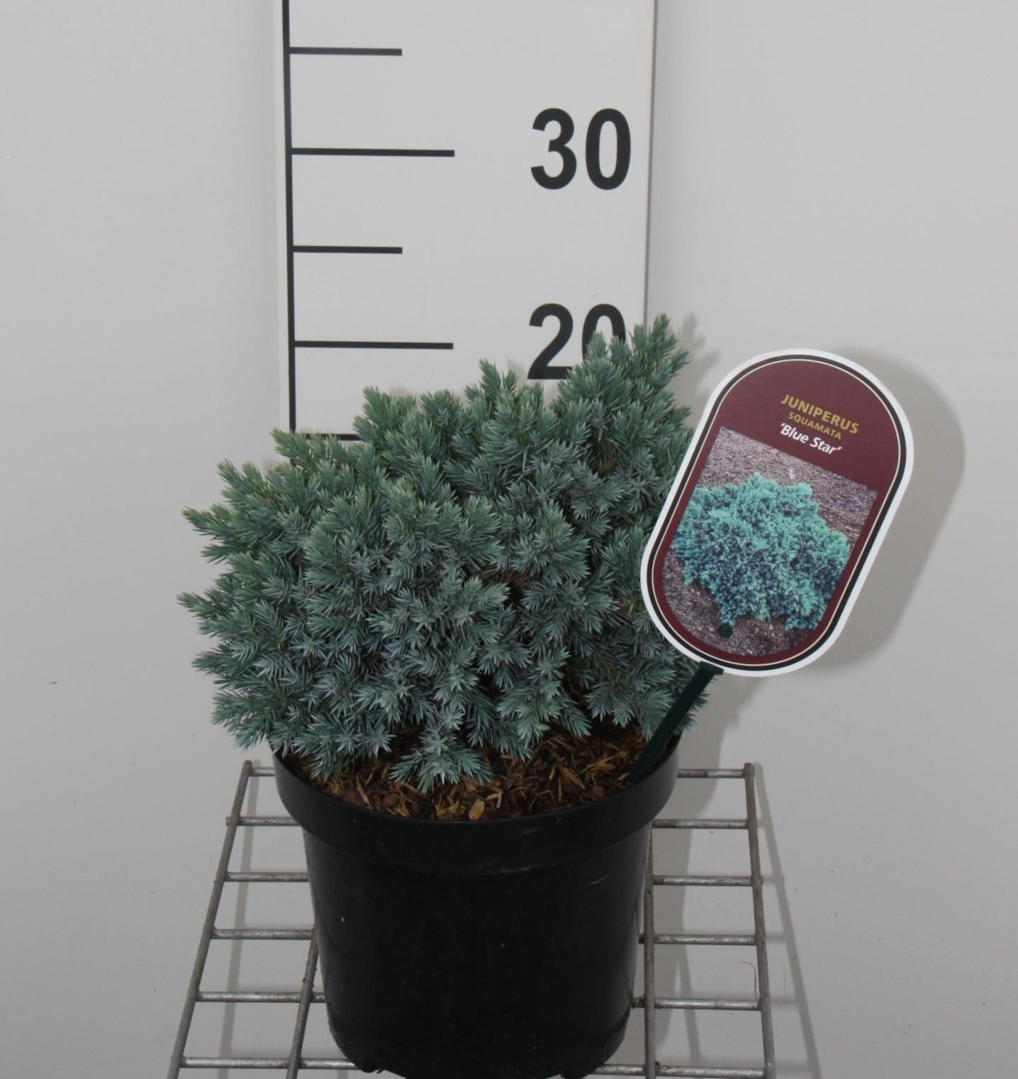 Juniperus squamata 'Blue Star' - pot - 15-20 cm