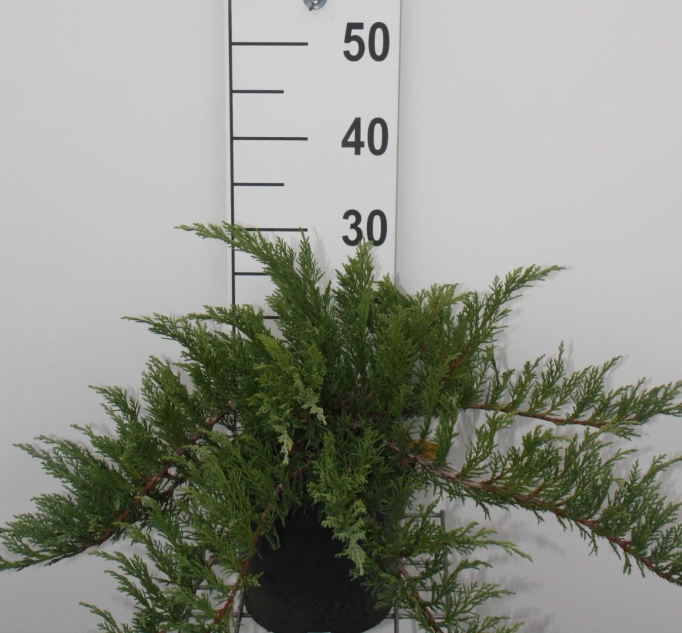 Juniperus sabina 'Tamariscifolia' - pot - 25-30 cm