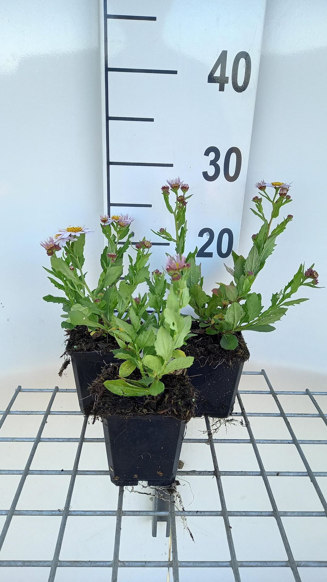 Kalimeris incisa'Madiva'- pot 9x9 cm afbeelding