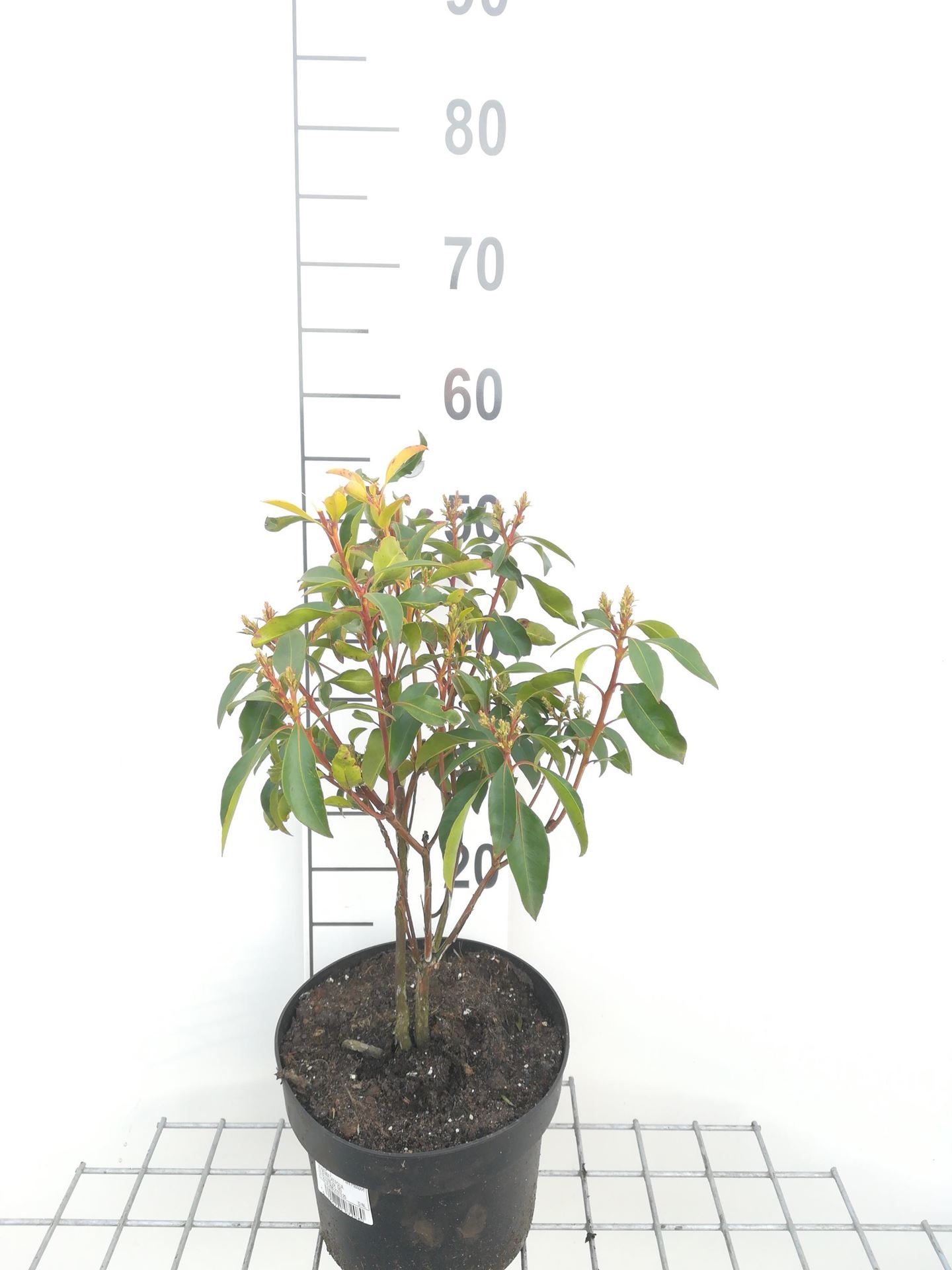 Kalmia latifolia - pot - 25-30 cm afbeelding