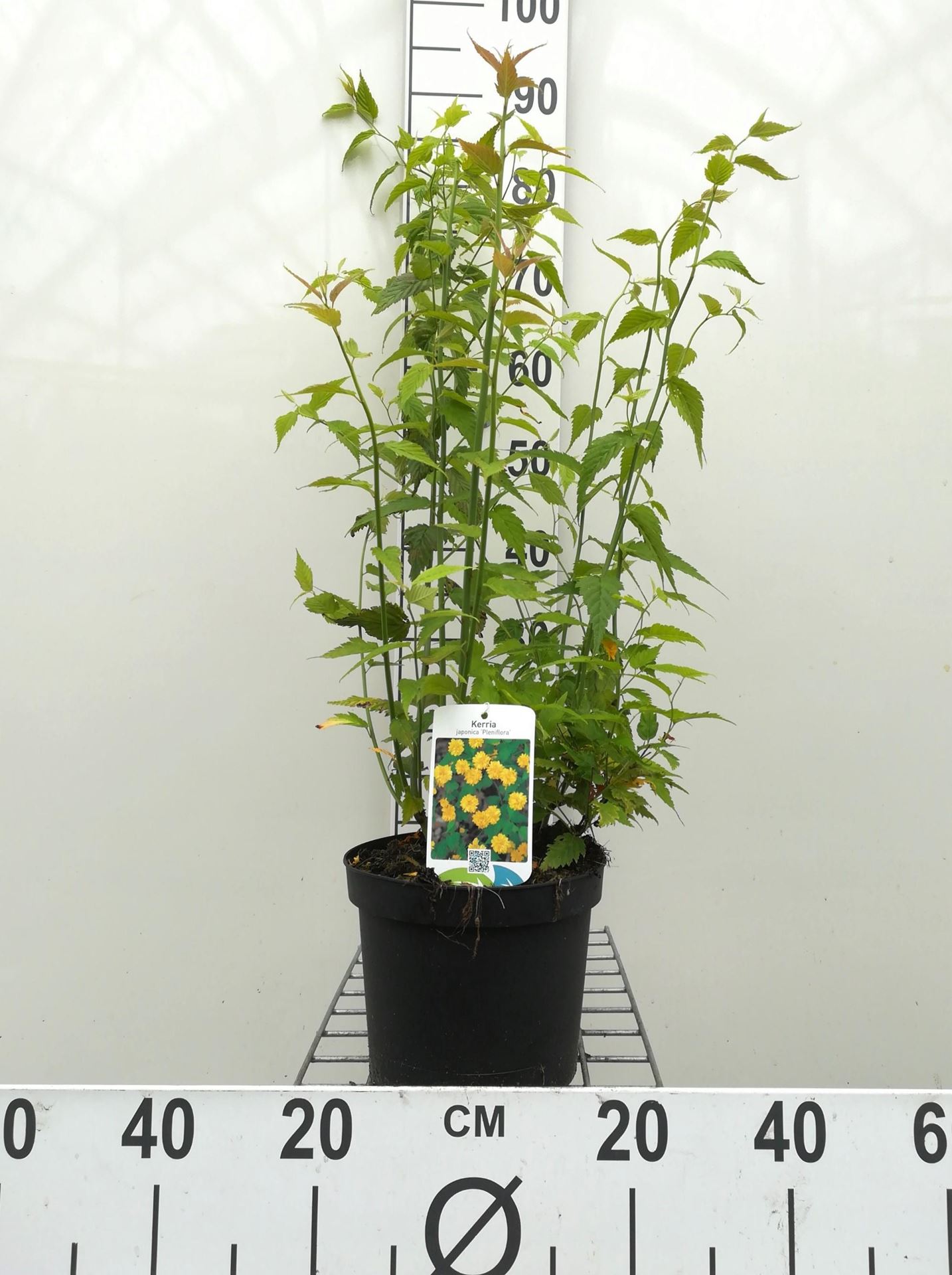 Kerria japonica 'Pleniflora' - pot - 50-60 cm
