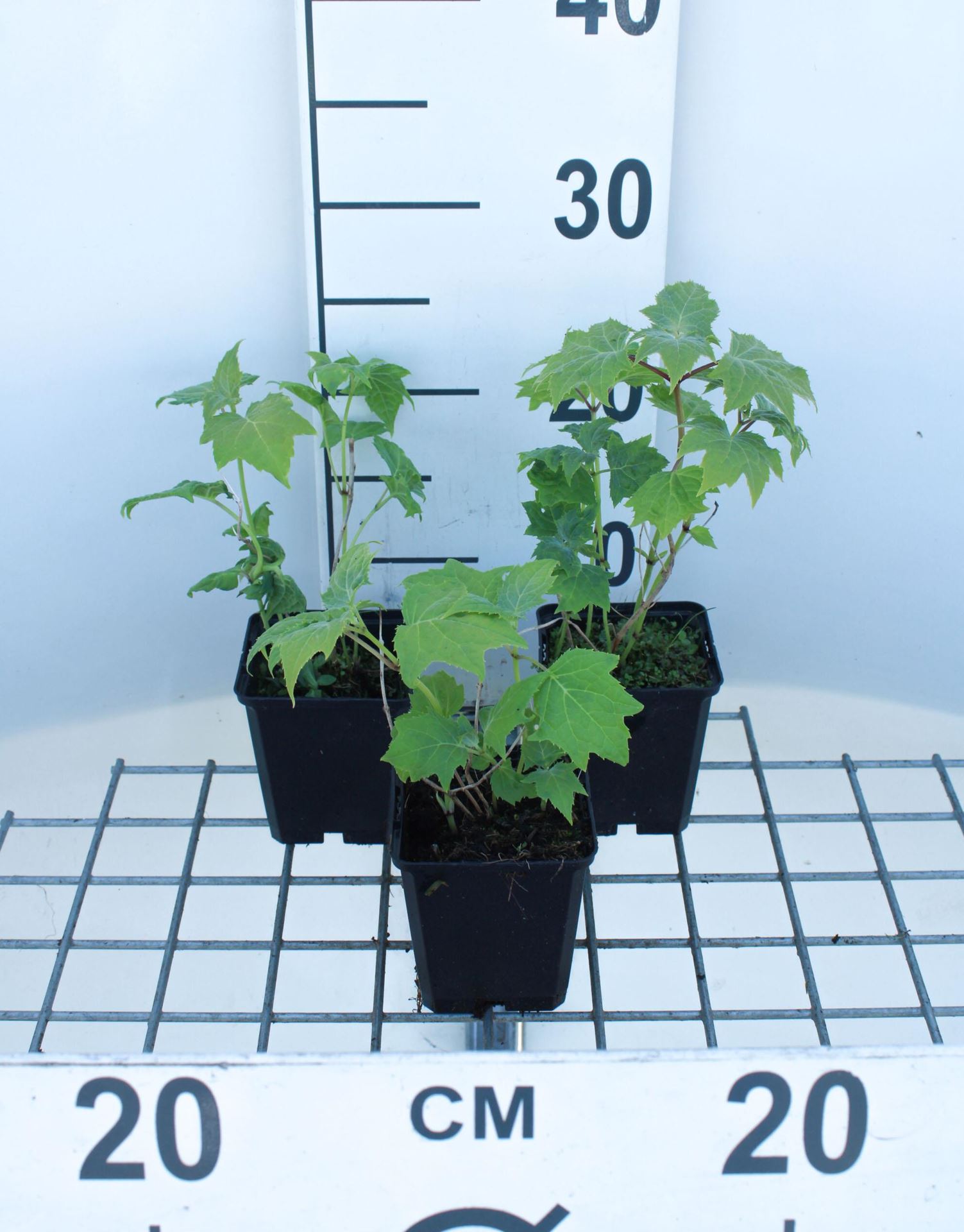 Kirengeshoma palmata - pot 9x9 cm - Japanse wasbloem afbeelding