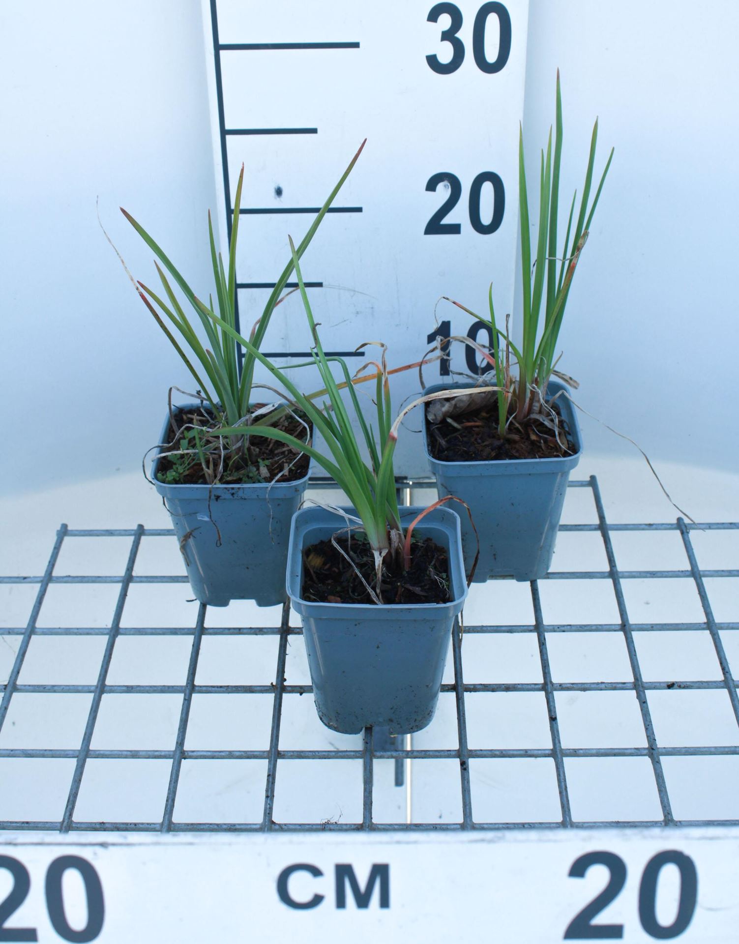 Kniphofia'Alcazar'- pot 9x9 cm afbeelding
