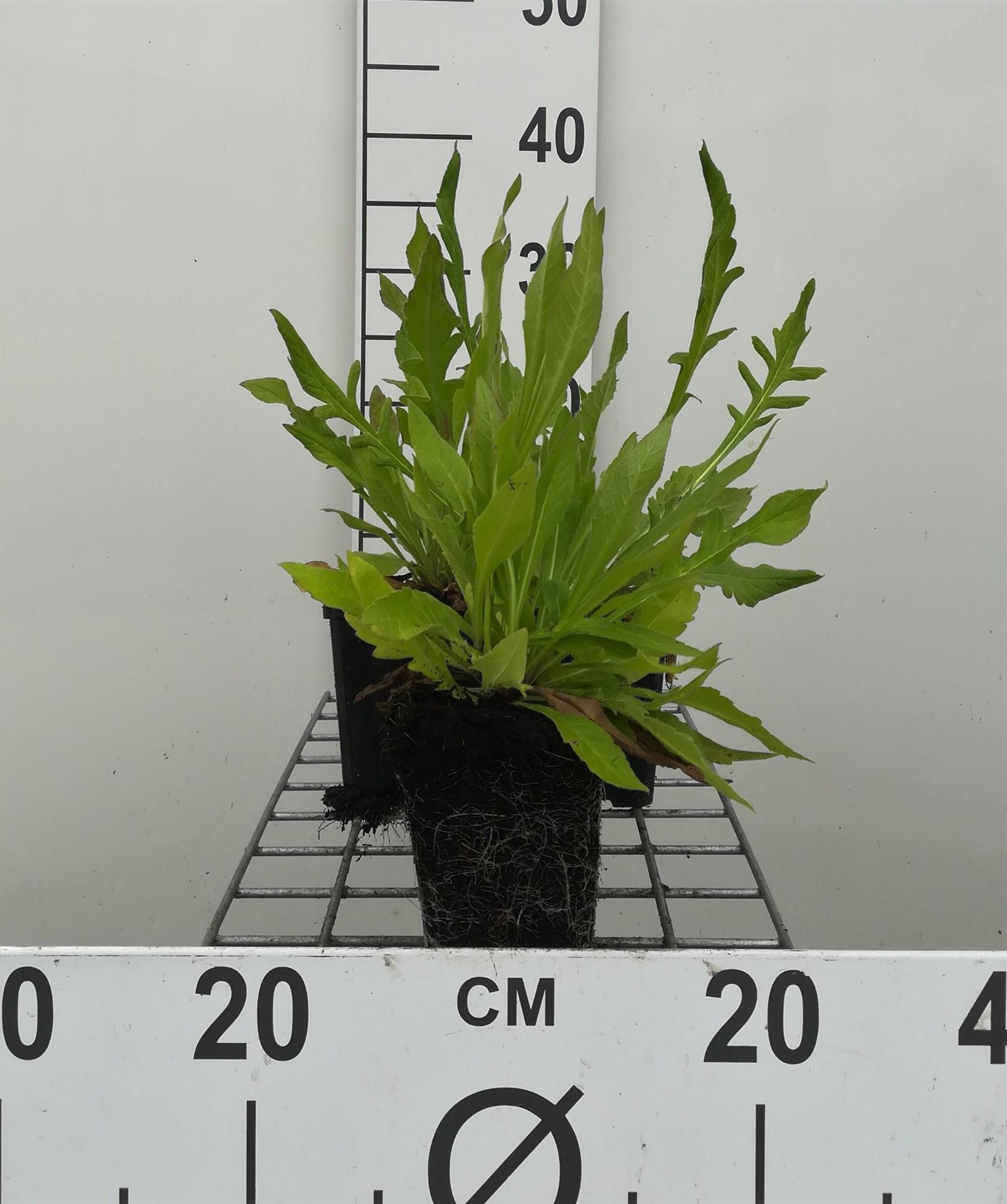 Knautia macedonica - pot 9x9 cm - Weduwebloem afbeelding
